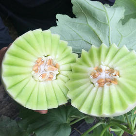 特惠活动『山东玉菇甜瓜』甜瓜界的冰淇淋，汁多甜蜜，绵软细腻