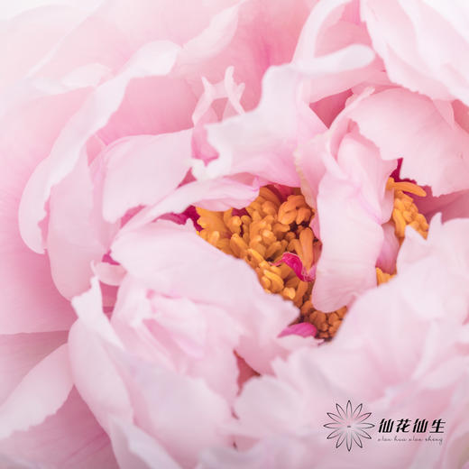 【预山东仓】预售牡丹顺丰空运包邮 | 雪映桃花【4月8日左右出货&可备注出花开始一周内出货】 商品图2