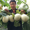 『山东玉菇甜瓜』甜瓜界的冰淇淋，汁多甜蜜，绵软细腻 商品缩略图3