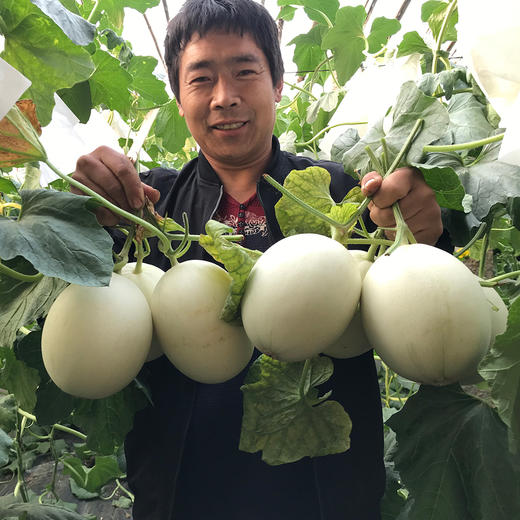 『山东玉菇甜瓜』甜瓜界的冰淇淋，汁多甜蜜，绵软细腻 商品图3