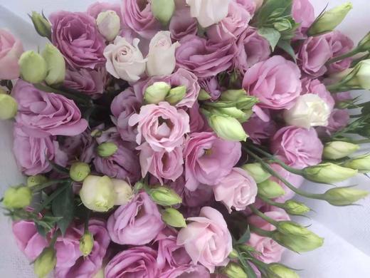 【洋桔梗】--粉色 若干枝/扎 商品图7