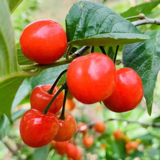 樱桃（盒装）500g 商品图2