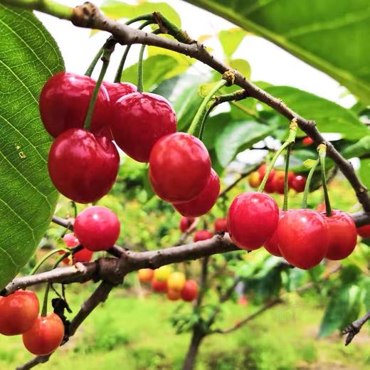 百亿补贴 13.9元 2斤装 英武镇 玛瑙红 樱桃 商品图2