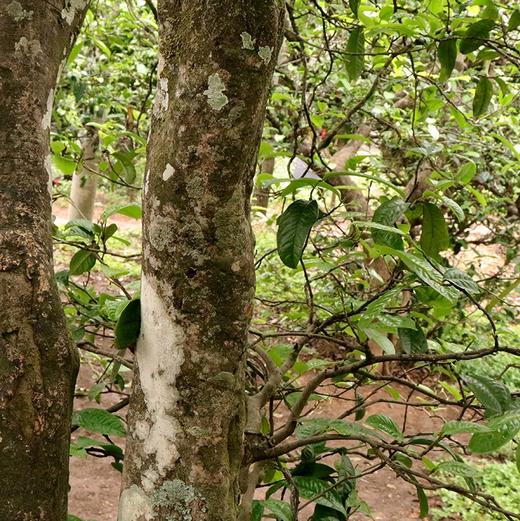 142     实锤沱●一公斤大分量，实在口粮茶●实锤性价比好茶。2021年头春好茶！！！ 商品图3