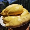泰国一级金枕老树巴掌榴莲 （包3房）  不要生劈   留好快递面单 商品缩略图1