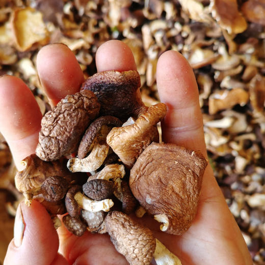 【下单后48小时左右发货】云南深山 干香菇100g*2袋 商品图2