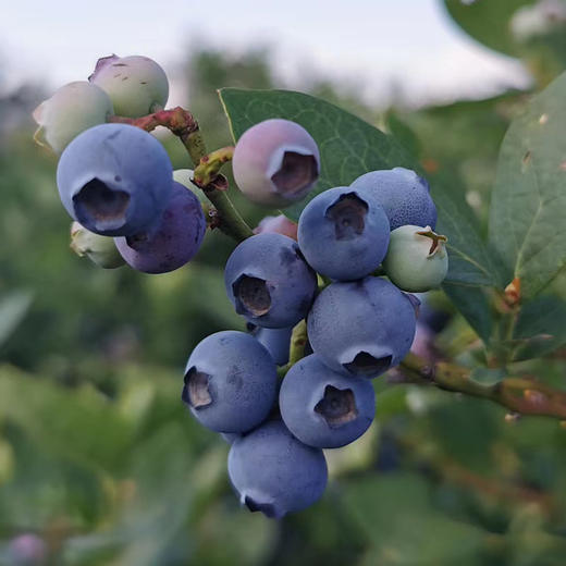 【新鲜蓝莓】云南抚仙湖蓝莓基地现采现发 花香蓝莓个大甜脆好吃 顺丰空运包邮 商品图0