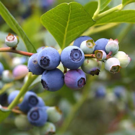 【新鲜蓝莓】云南抚仙湖蓝莓基地现采现发 花香蓝莓个大甜脆好吃 顺丰空运包邮 商品图3