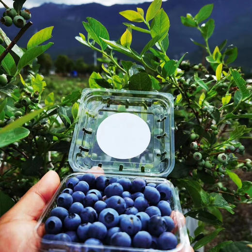 【新鲜蓝莓】云南抚仙湖蓝莓基地现采现发 花香蓝莓个大甜脆好吃 顺丰空运包邮 商品图9