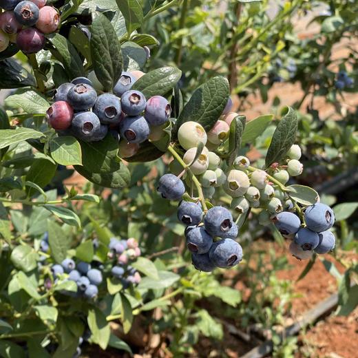 【新鲜蓝莓】云南抚仙湖蓝莓基地现采现发 花香蓝莓个大甜脆好吃 顺丰空运包邮 商品图6