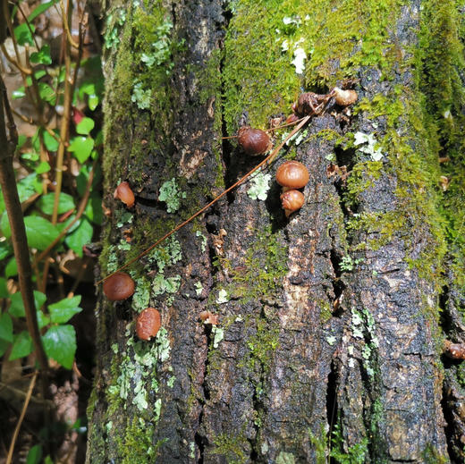 【下单后48小时左右发货】云南深山 干香菇100g*2袋 商品图4