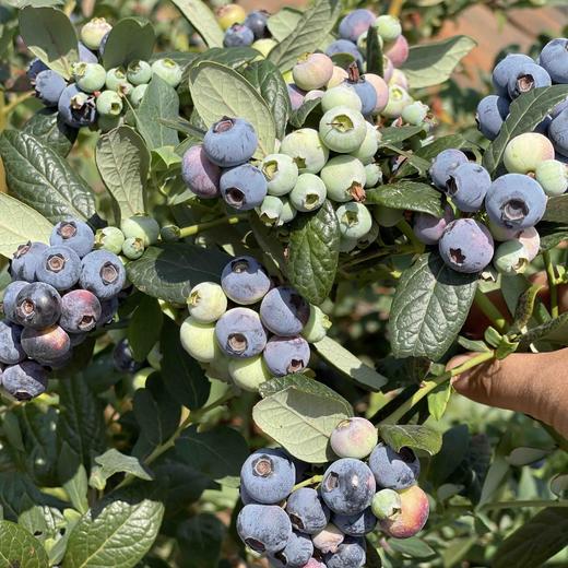 【新鲜蓝莓】云南抚仙湖蓝莓基地现采现发 花香蓝莓个大甜脆好吃 顺丰空运包邮 商品图7