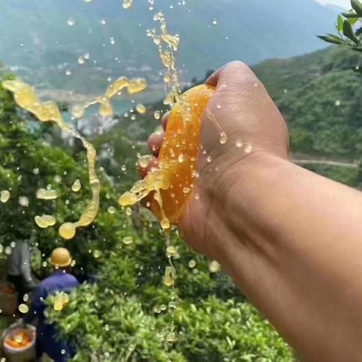 秭归伦晚甜橙 5斤/8斤 （酸甜口感） 商品图6