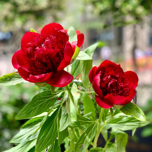【预售！4.20起陆续发货】红色魅力芍药【当你觉得余味苦涩，请你相信，终有回甘】 复古暗红丝绒质感芍药 2束包邮 顺丰空运直发 商品图5