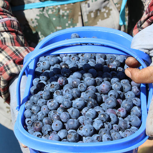 云南高原露天花香蓝莓，爽口多汁，营养丰富，现摘现发 商品图5