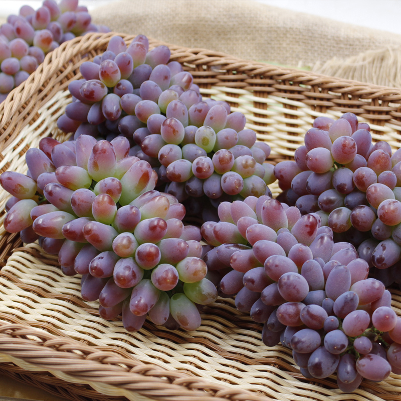 云南茉莉香葡萄