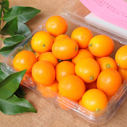 融安金桔 商品图1