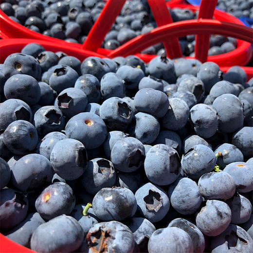 云南高原露天花香蓝莓，爽口多汁，营养丰富，现摘现发 商品图6