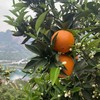 秭归伦晚甜橙 5斤/8斤 （酸甜口感） 商品缩略图13