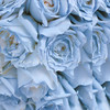 「蓝海」-99朵蓝色玫瑰花束（仅支持预定） 商品缩略图1