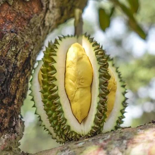 泰国猫山王托曼尼榴梿2-3斤/3-4斤（包4房/保留快递面单） 商品图10