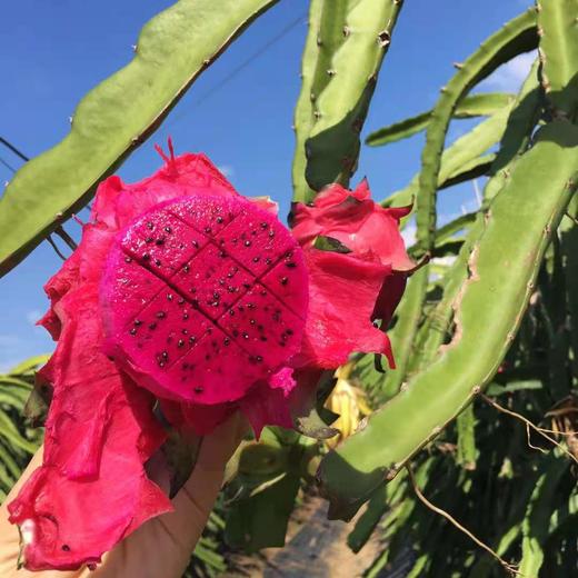 京都一号红心火龙果 商品图3