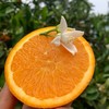 秭归伦晚甜橙 5斤/8斤 （酸甜口感） 商品缩略图12