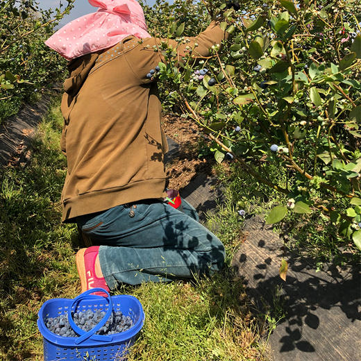 云南高原露天花香蓝莓，爽口多汁，营养丰富，现摘现发 商品图4