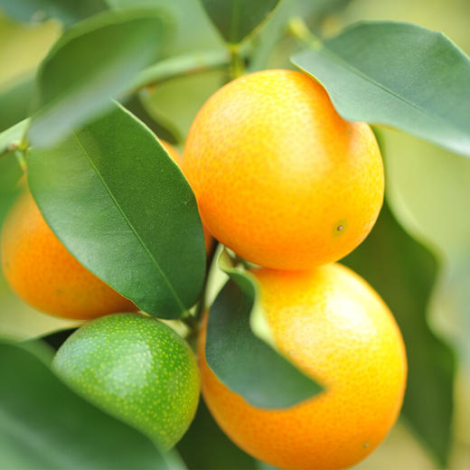 融安金桔 商品图2