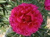 【爱你如初】芍药  - 红富士 深玫红色  10枝/扎 商品缩略图2