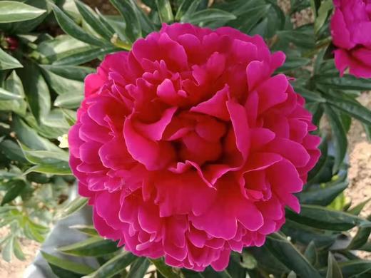 【爱你如初】芍药  - 红富士 深玫红色  10枝/扎 商品图2