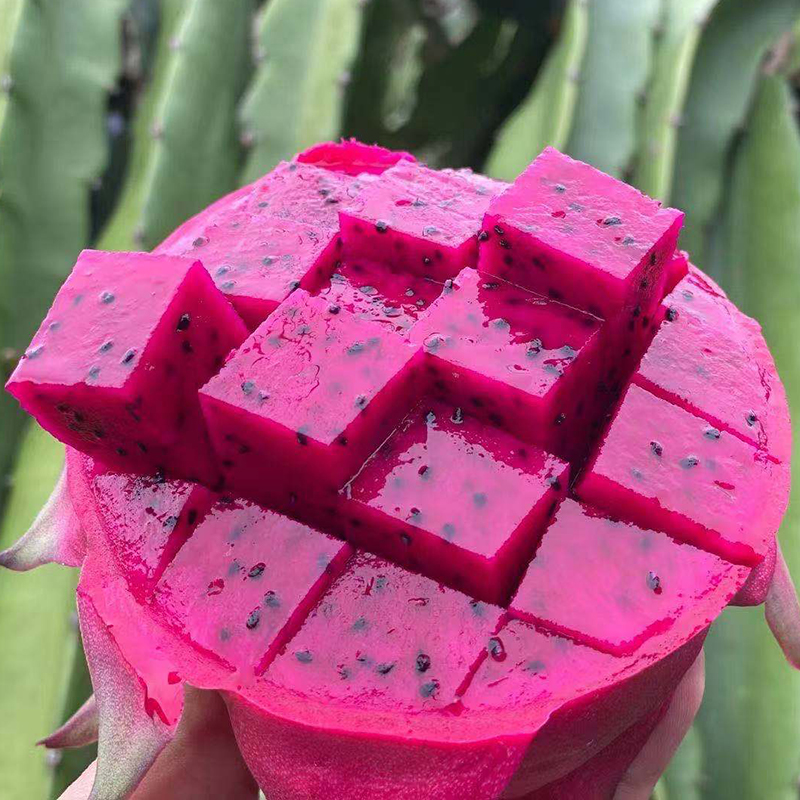 海南金都一号红心火龙果，水润香甜，营养丰富