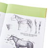 预售 【中商原版】如何绘画系列：马 英文原版 Drawing: Horses: Learn to draw step by step (How to Draw & Paint) 素描技巧 商品缩略图7