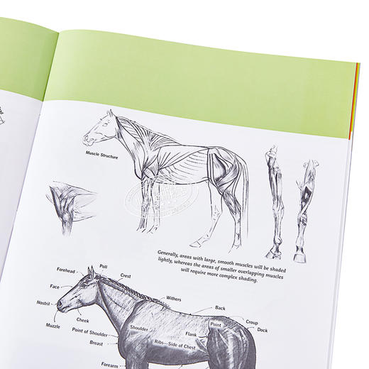 预售 【中商原版】如何绘画系列：马 英文原版 Drawing: Horses: Learn to draw step by step (How to Draw & Paint) 素描技巧 商品图7