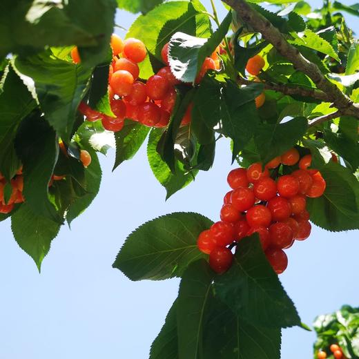 现摘新鲜小樱桃 商品图1