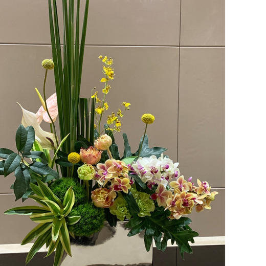 前台花53 商品图1