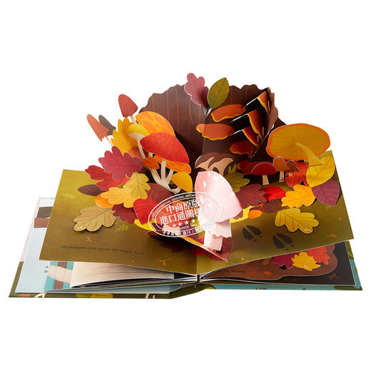 【中商原版】四季立体书系列：树叶 纸艺设计师Yoojin Kim 插画师Lindsay Dale-Scott 英文原版 Leaves : An Autumn Pop-Up Book 商品图5