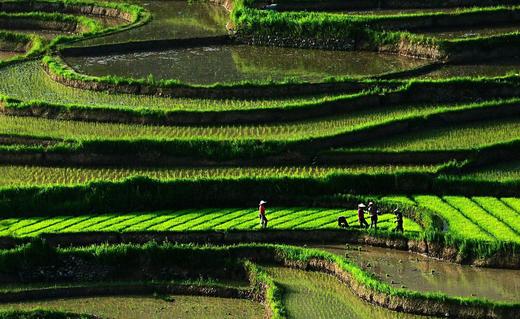 【云南老品种三色糯米】墨江老品种紫米、墨江老品种红糯米、西双版纳长粒糯米 商品图2