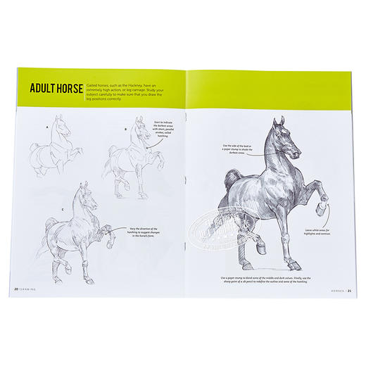 预售 【中商原版】如何绘画系列：马 英文原版 Drawing: Horses: Learn to draw step by step (How to Draw & Paint) 素描技巧 商品图4