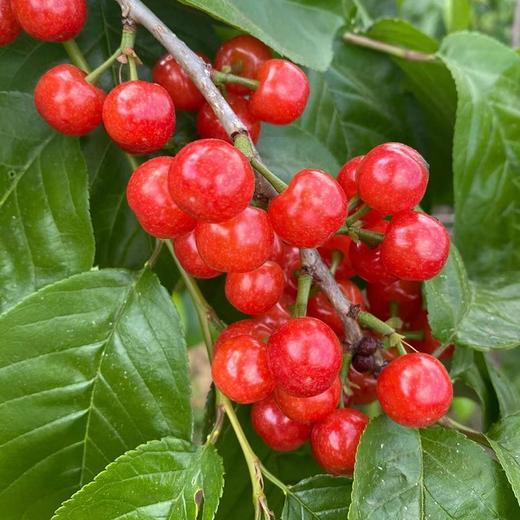 现摘新鲜小樱桃 商品图2