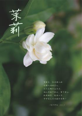 茉莉精油充满阳性力量