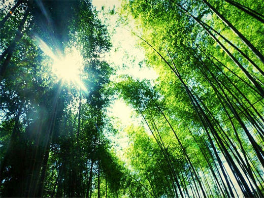 五一5日【黄山南京】黄山归来不看岳の黄山-宏村-屯溪老街-阳产土楼-台儿庄古城-秦淮河-南京 商品图2