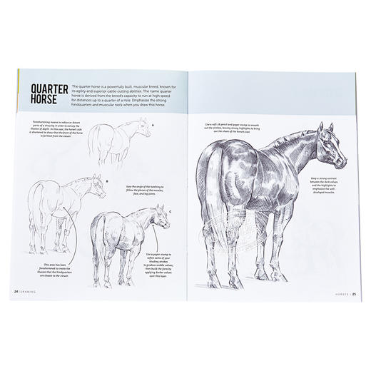 预售 【中商原版】如何绘画系列：马 英文原版 Drawing: Horses: Learn to draw step by step (How to Draw & Paint) 素描技巧 商品图6