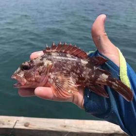 丨生态丨野生海捕海鲜活冻海鱼类 石斑，东星斑，白鲳鱼，金鲳鱼，，八爪鱼，章鱼，鱿鱼，墨鱼 ，带鱼，海鲈鱼，龙利鱼，马鲛鱼，小银鱼