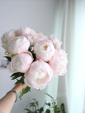 【预售！4.20起陆续发出】美国小姐芍药【愿你一半天真一半开朗，一半热烈一半坦荡】 进口品种芍药 2件包邮 顺丰空运直发