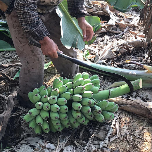 广西苹果蕉 粉蕉 非小米蕉  新鲜采摘 香甜软糯 商品图3