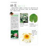 带孩子认花草 读诗词 商品缩略图4