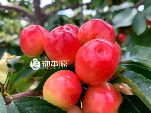 物本源有机樱桃 清甜爽甜 3斤礼盒装 商品图4