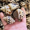 丨生态丨野生海捕海鲜活冻贝壳类 鲍鱼，扇贝，小花螺，海瓜子，扇贝柱（瑶柱） 商品缩略图1