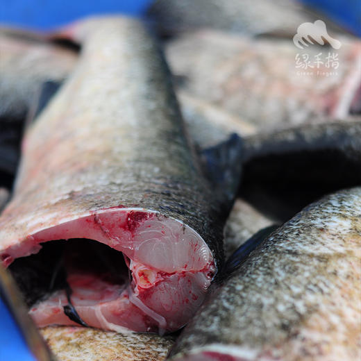 生态大头鱼分段 | 合作生产 * Eco-bighead Carp | Coproduction 商品图2